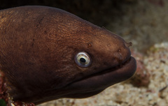 Gymnothorax thyrsoideus