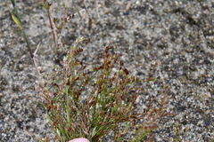 Juncus hybridus