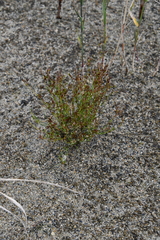 Juncus hybridus