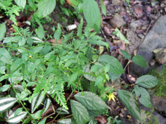 Lysimachia capillipes