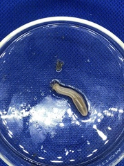 Leptosynapta tenuis