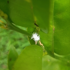Cryptolaemus