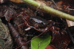 Neotiwaripotamon whiteheadi