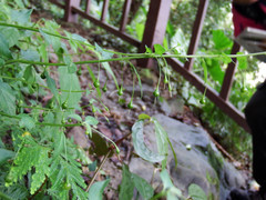Lysimachia capillipes