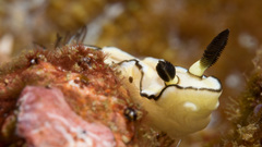 Doriprismatica atromarginata