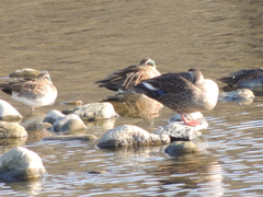 Sibirionetta formosa