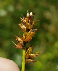Carex spicata