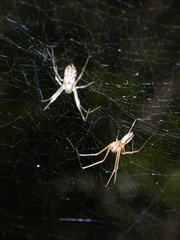 Microlinyphia johnsoni