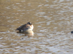 Sibirionetta formosa
