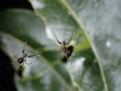 Microlinyphia johnsoni