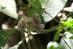 Strobilanthes heyneana