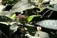 Strobilanthes heyneana
