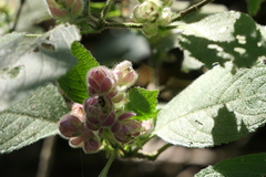 Strobilanthes heyneana