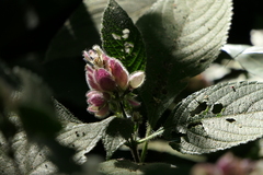 Strobilanthes heyneana