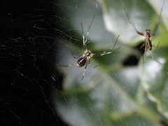 Microlinyphia johnsoni