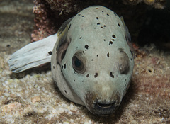 Arothron nigropunctatus