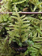 Hypnum plumaeforme