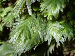 Fissidens serrulatus