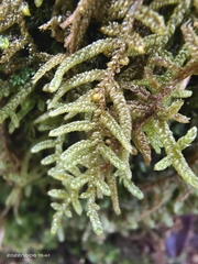 Hypnum plumaeforme