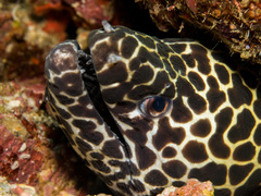 Gymnothorax favagineus