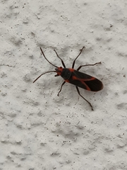 Caenocoris nerii
