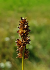 Carex muricata
