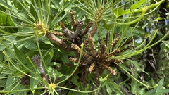 Cussonia natalensis