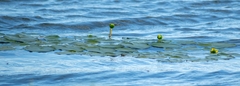 Nuphar pumila