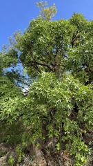 Cussonia natalensis