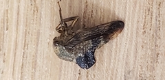 Telamona