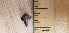 Telamona