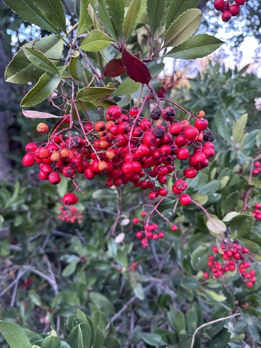 iNaturalist observation photo of Toyon