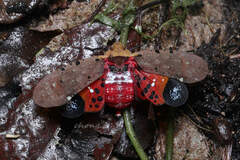 Penthicodes atomaria