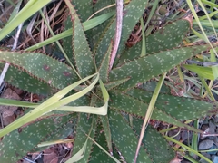 Aloe greatheadii davyana