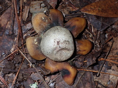 Astraeus hygrometricus