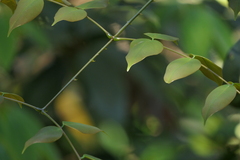 Mezoneuron cucullatum