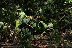 Mezoneuron cucullatum