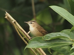 Acrocephalus bistrigiceps