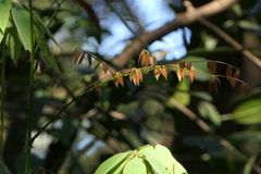 Mezoneuron cucullatum