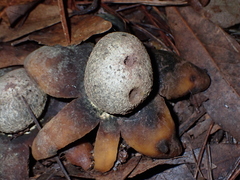 Astraeus hygrometricus