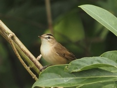 Acrocephalus bistrigiceps