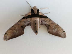 Adhemarius gannascus