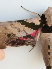 Adhemarius gannascus