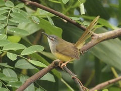 Prinia flaviventris