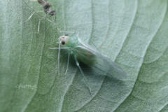 Stenopsocus