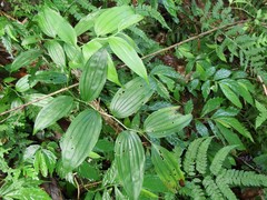 Disporum kawakamii