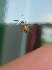 Diabrotica speciosa