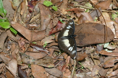 Pseudacraea lucretia