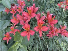 Alstroemeria ligtu ligtu