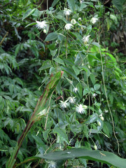 Clematis meyeniana